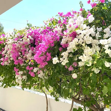 Grande Lorida * Αλμπουφέιρα