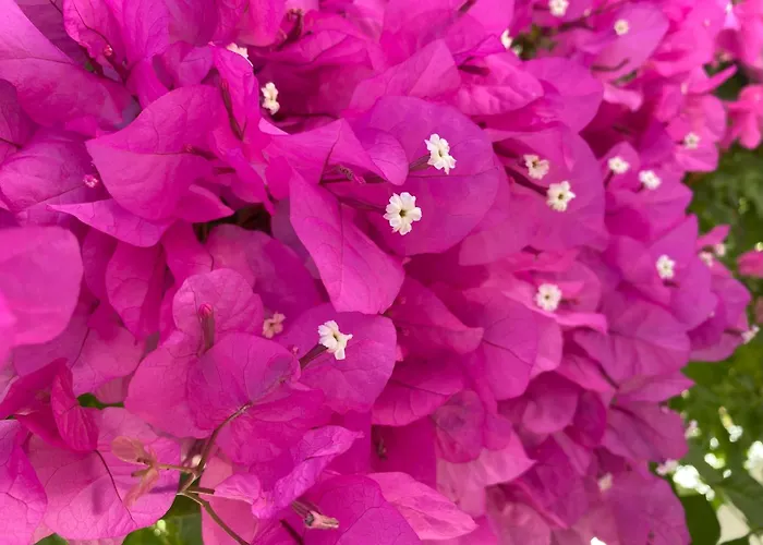 Willa Grande Lorida Albufeira